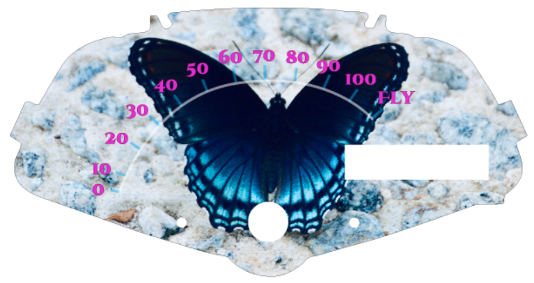 butterfly-blue